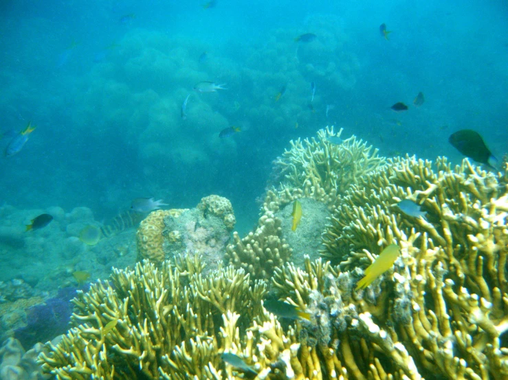 a variety of corals on a coral reef, taken from the water