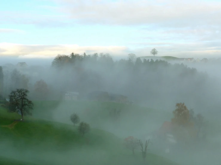 a green meadow with trees on a foggy day