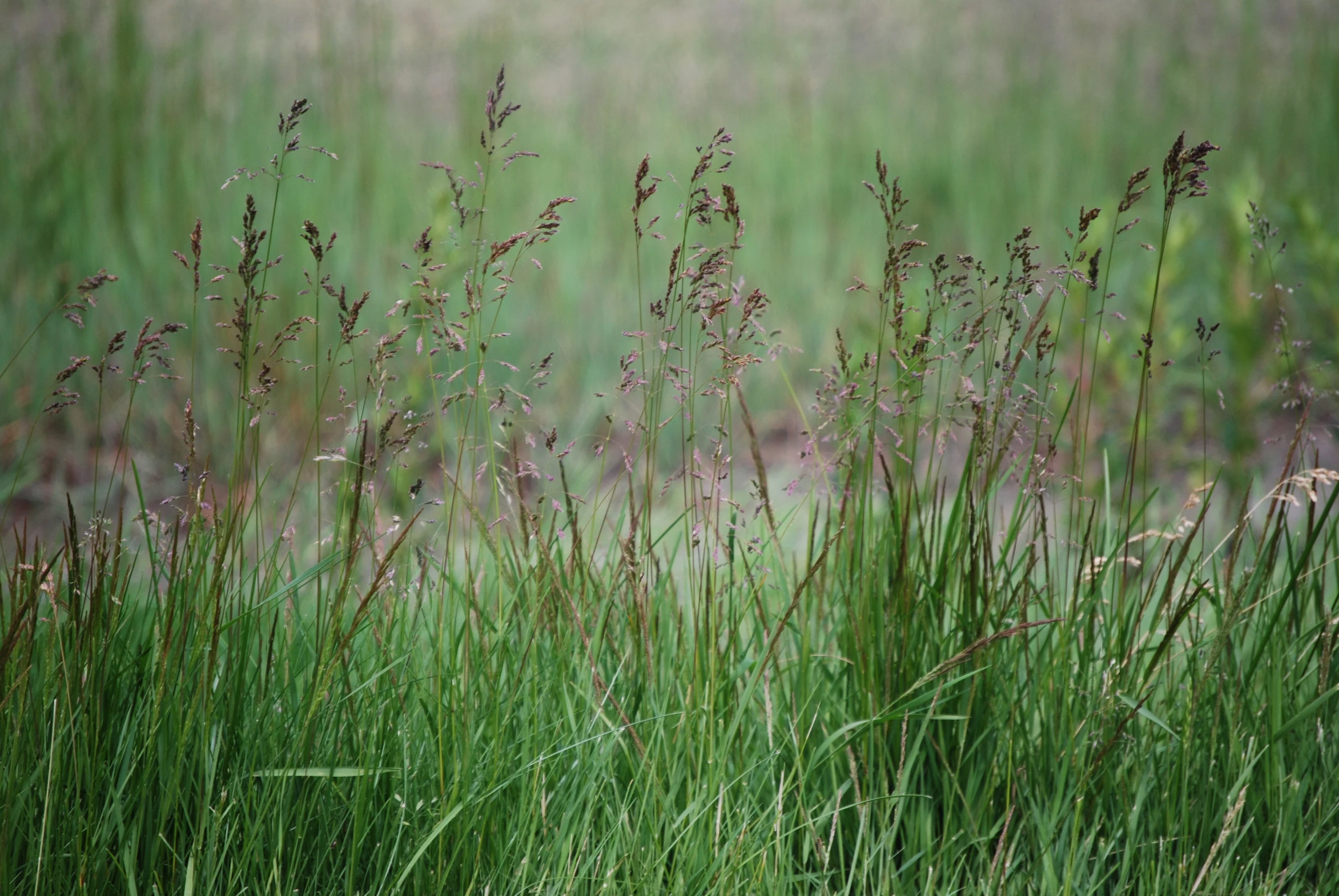 the grass is tall and green and looks ready for winter to come