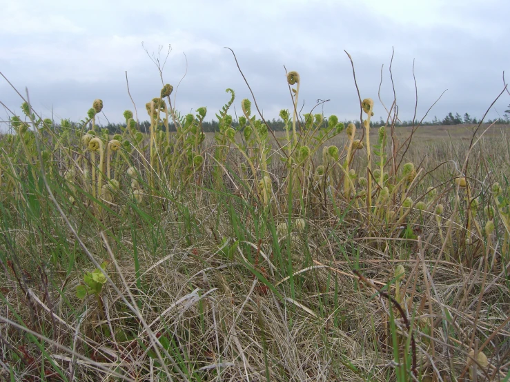 some plants that are by a grass field