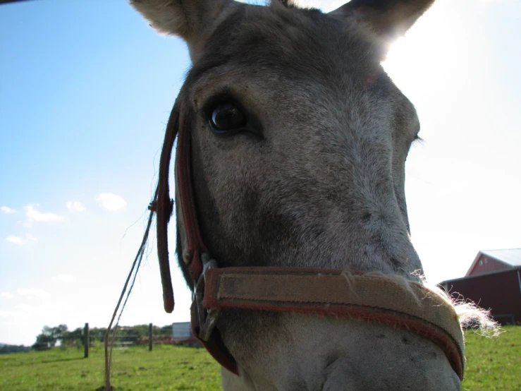 a horse is staring at the camera while standing on some grass