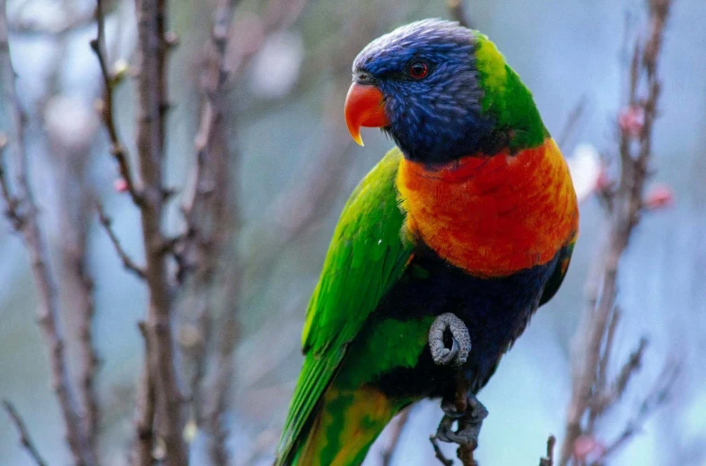 a rainbow bird is standing on a tree nch