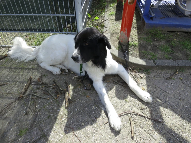 the dog is relaxing by itself next to the fence