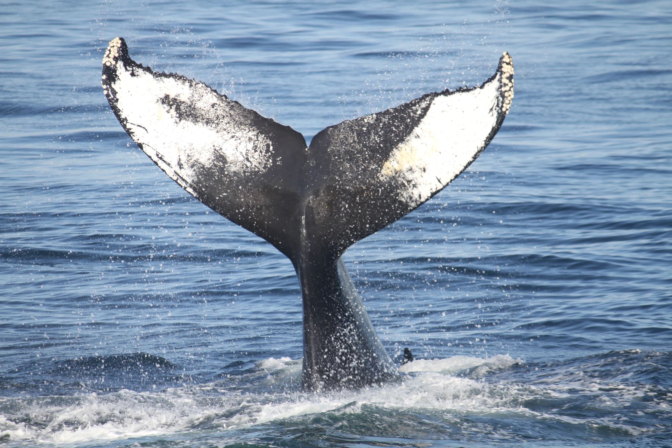 a large tail flupys out from the water