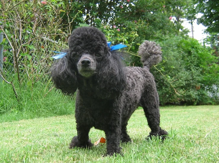 a black poodle with a ribbon standing in the grass