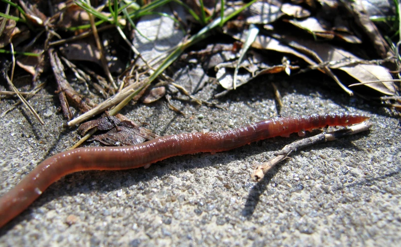 a worm crawling along a cement surface