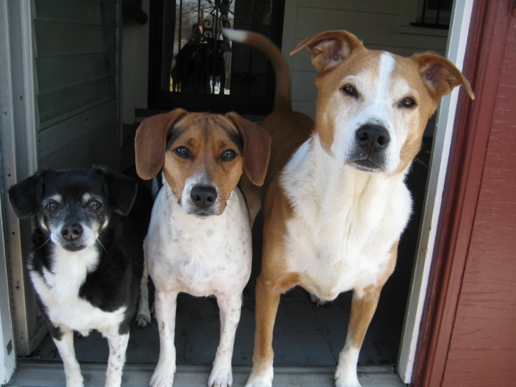 two dogs standing on the steps at the front door