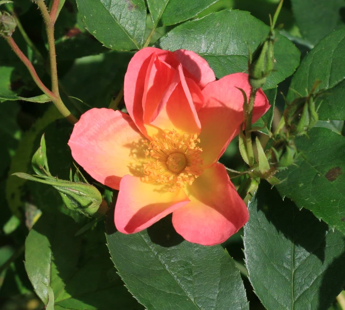 a small pink flower that is blooming on a nch