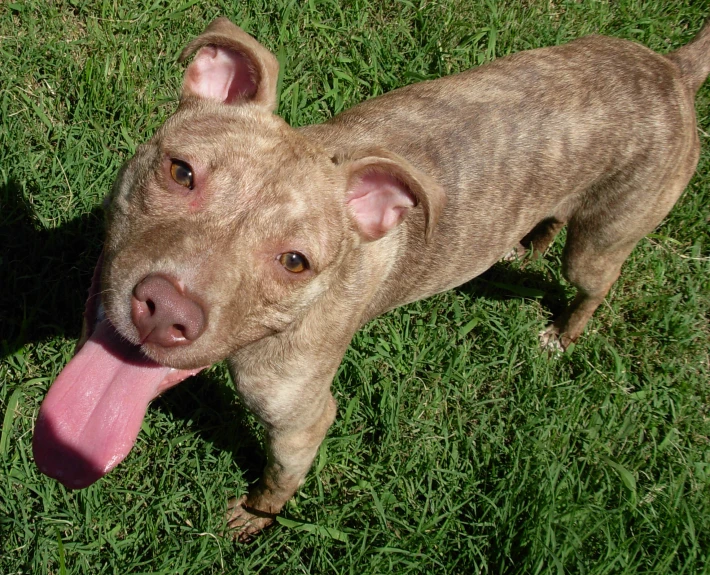 a dog standing in the grass with its tongue out