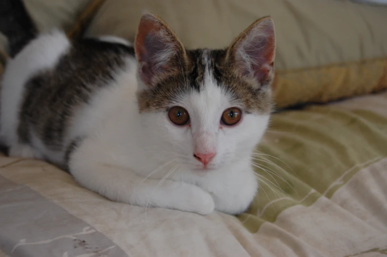 a close - up of a cat lying on top of a bed with beige and white sheets