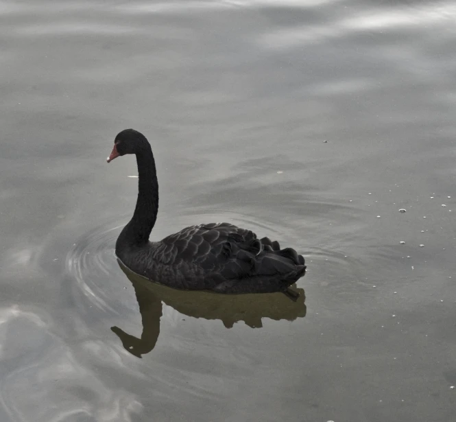 a black swan swims in a lake