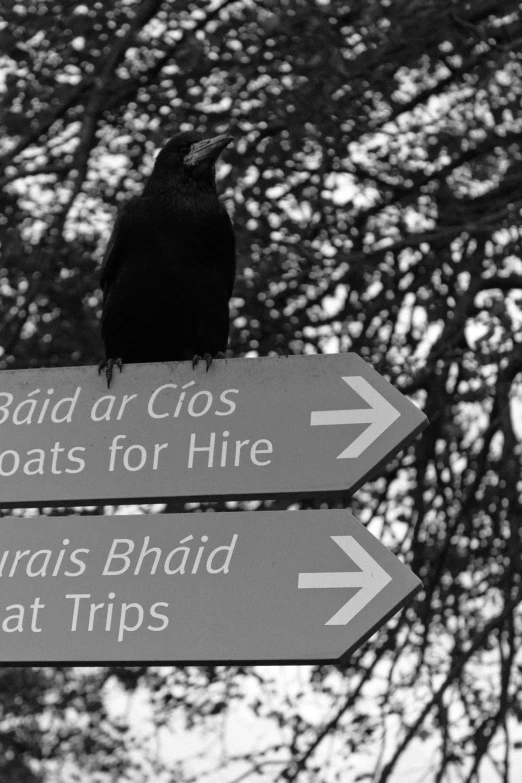 black bird on top of street sign with trees in background