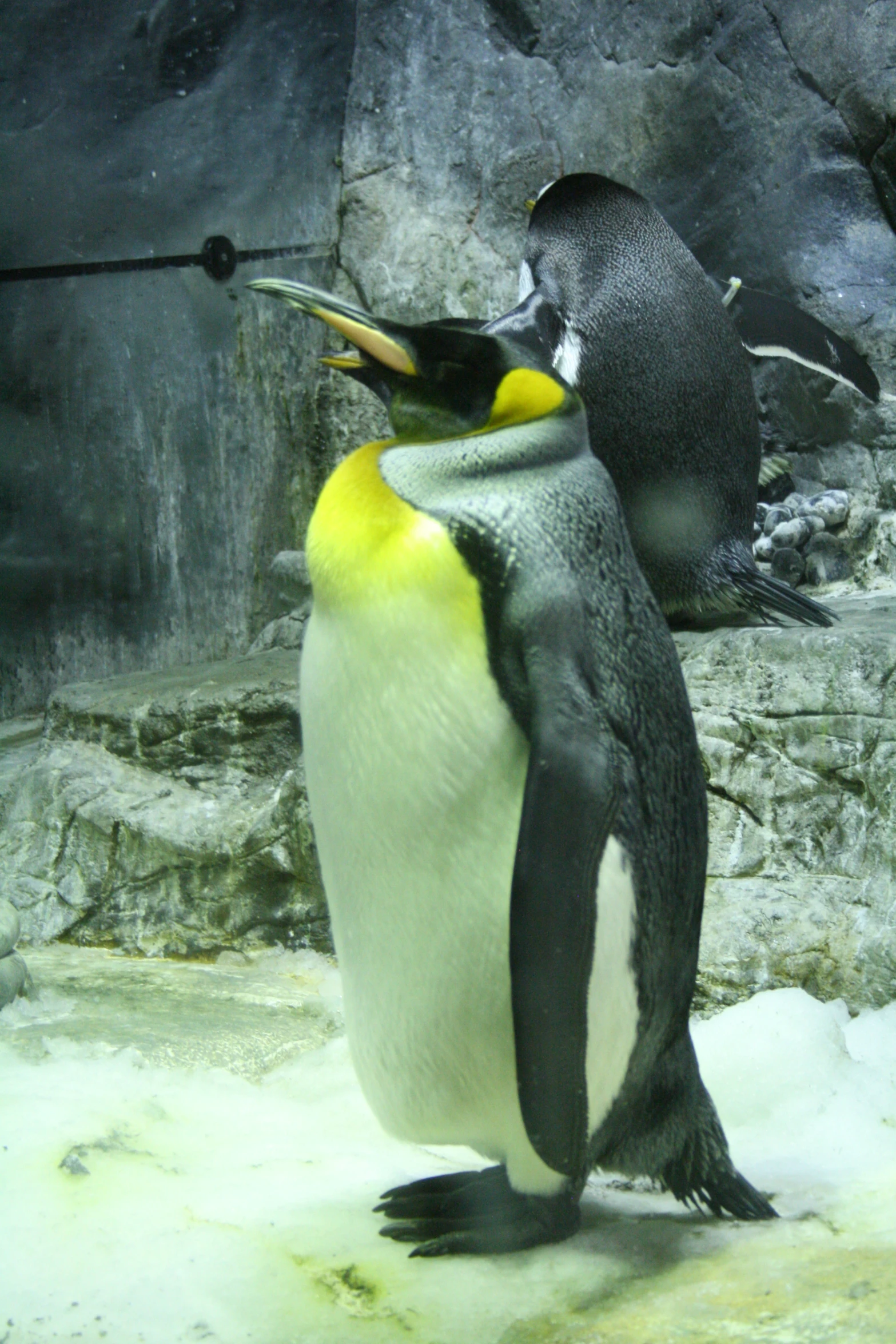 a penguin with an open mouth and one eye in the air