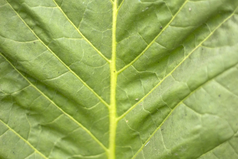the structure of a leaf that looks like a plant