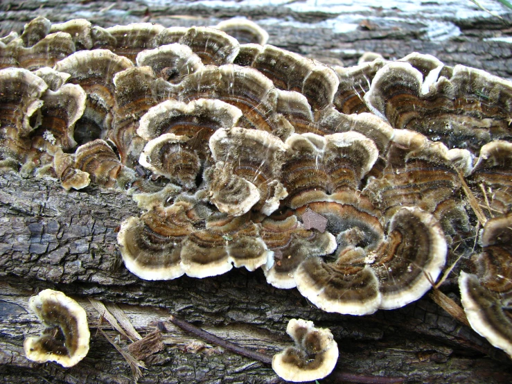 a tree with lots of different types of mushrooms