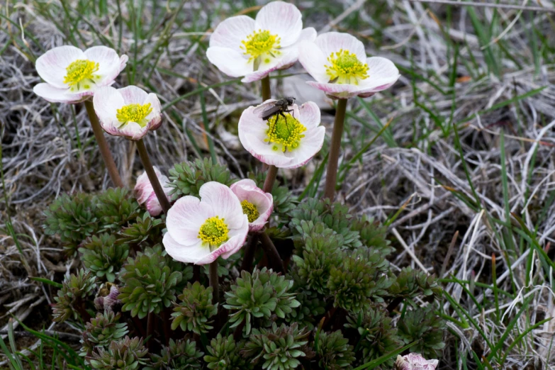 some very pretty pink flowers by some weeds