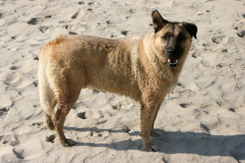 a dog is standing in a sand covered ground