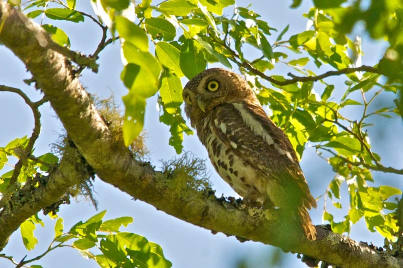 a small owl is sitting on a tree nch