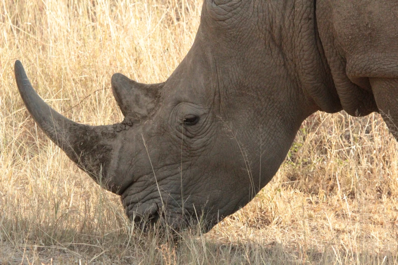 the rhino is eating grass on the field