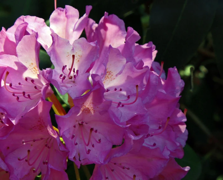 a bouquet of purple flowers with green stems in the background