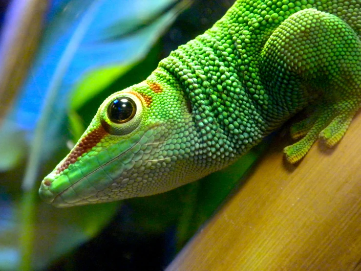 a small lizard with orange and green markings