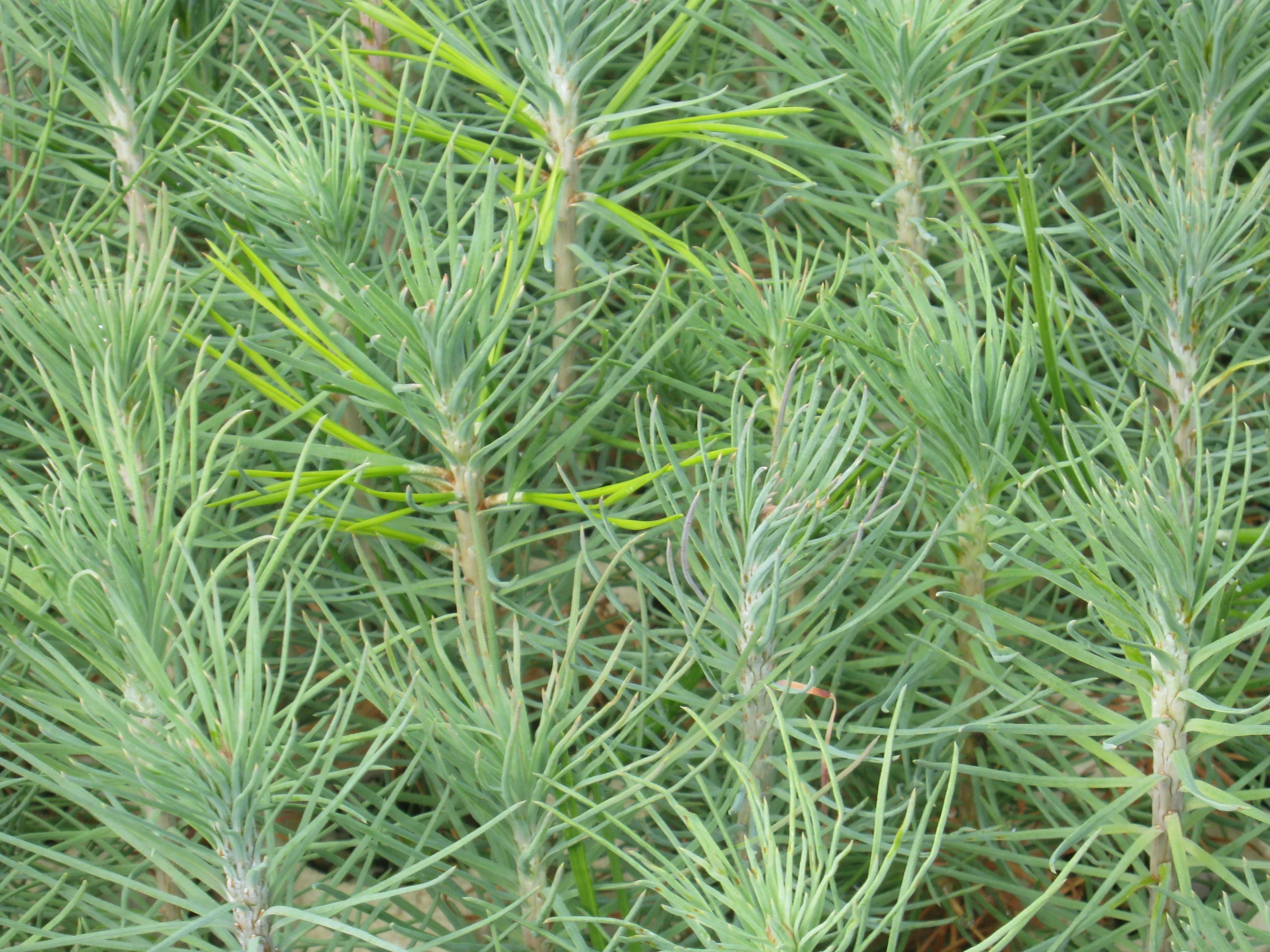 a plant is growing in the wild with long stems