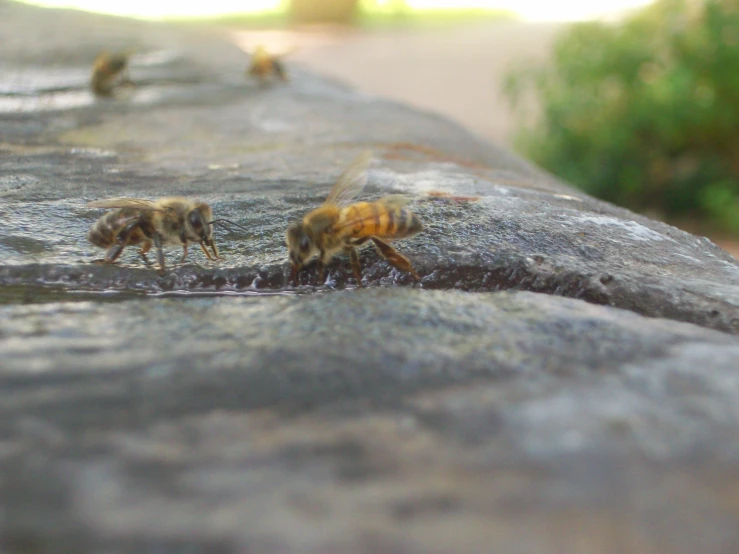 bees are drinking water on a big rock