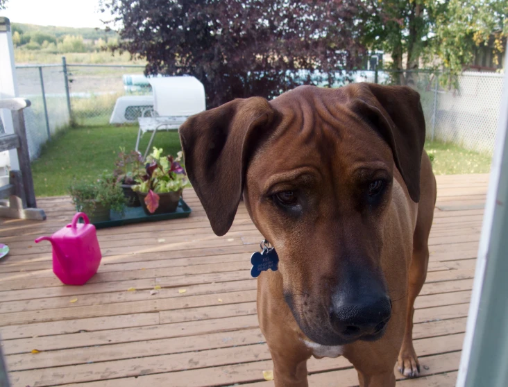 dog looking out a sliding glass door at outdoor furniture