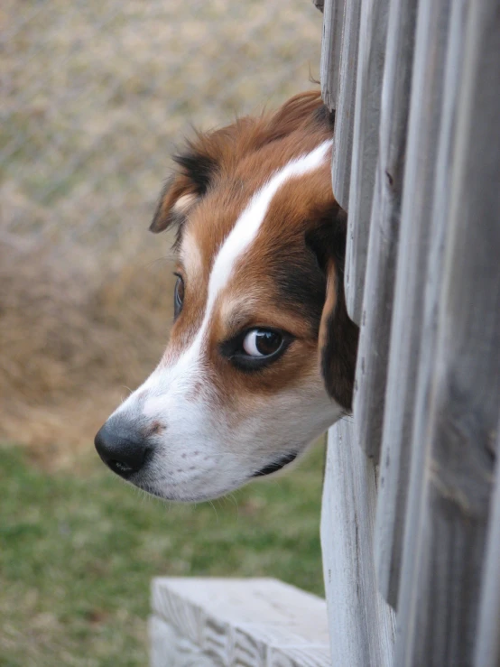 a brown and white dog looks out the side of a fence