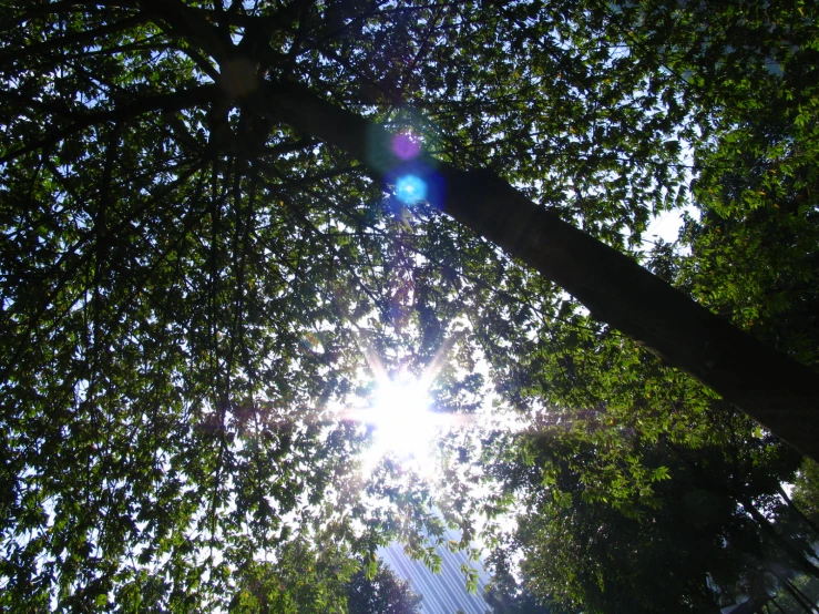 the sun shining through the leaves and tree tops