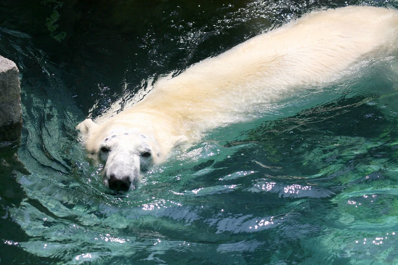 a white polar bear swimming in the water