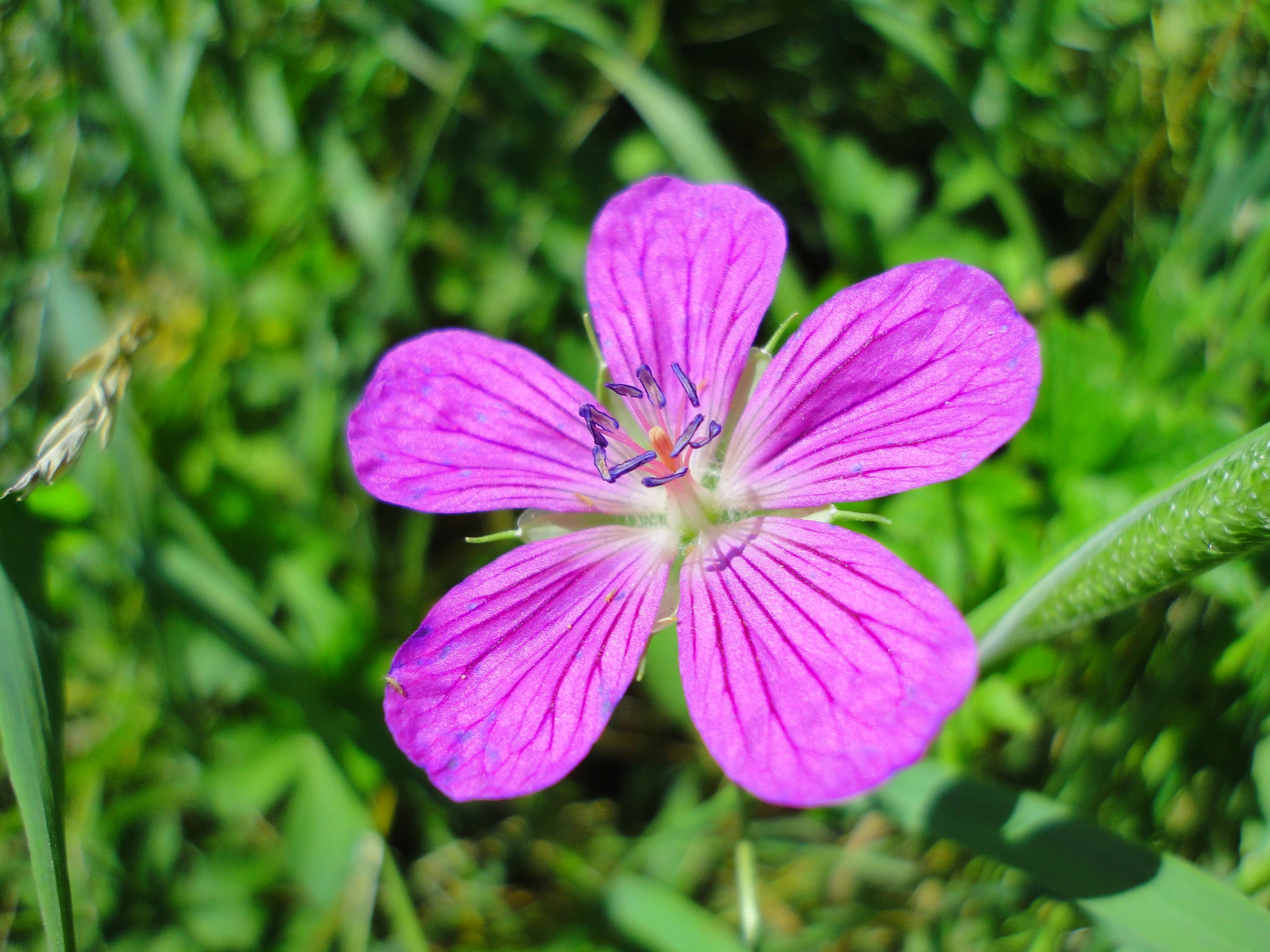 a pink flower in the green grass in front of a field