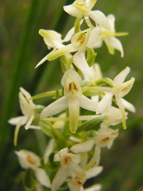 white flowers that have small yellow tips near each other