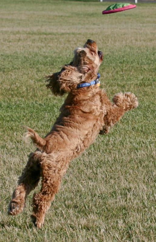 a dog catching a frisbee in the air on a grassy field