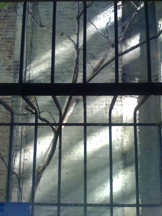 shadows cast on the glass surface in front of a tree