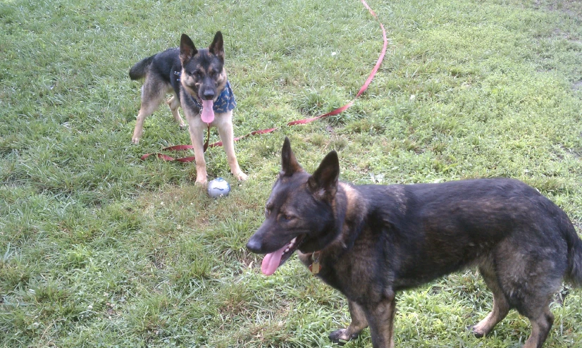 two dogs walking through the grass, one is playing with a toy