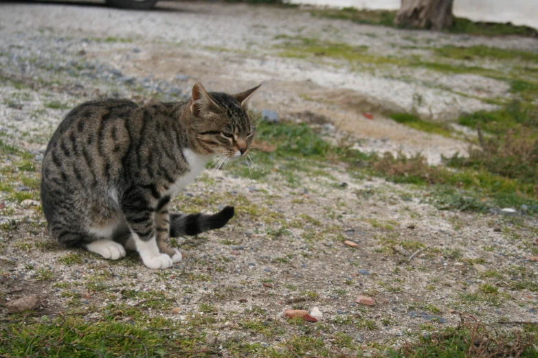 a brown black and white cat sitting on top of grass