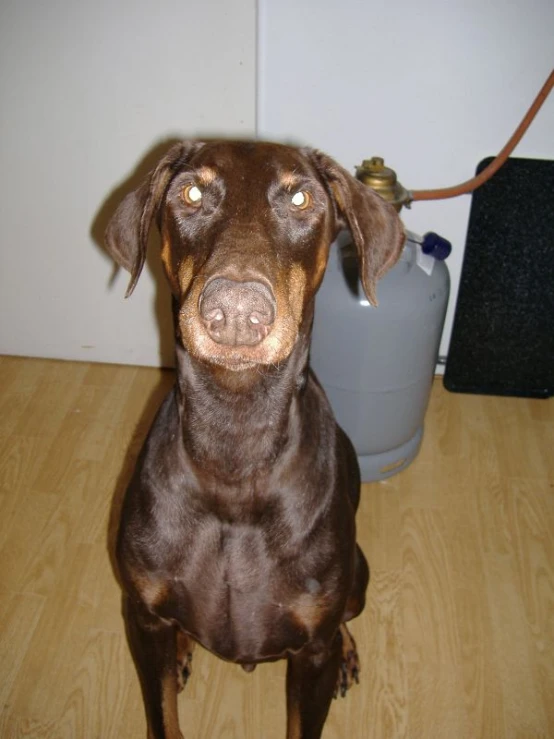 a brown dog is sitting in the room