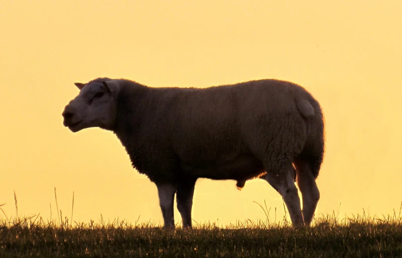 a big cow standing in the grass at sunset