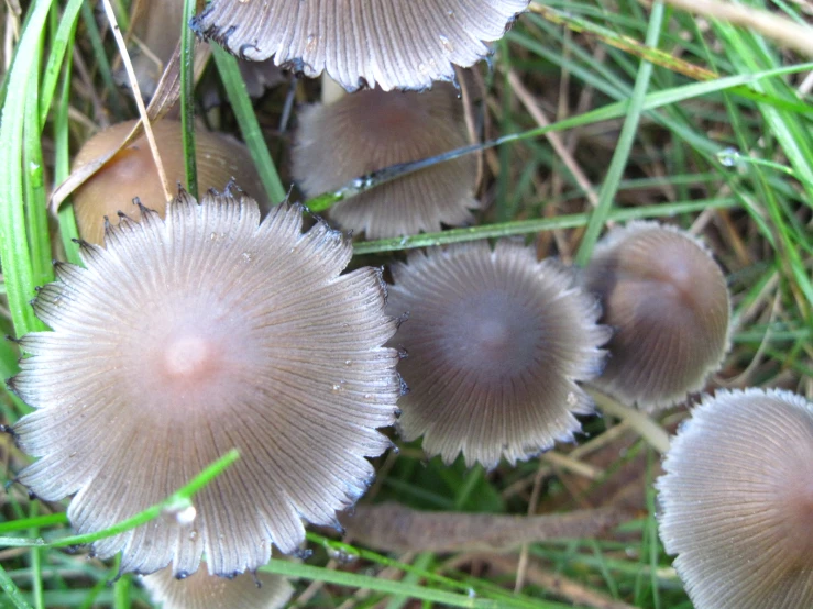 several small, fuzzy mushrooms in the grass