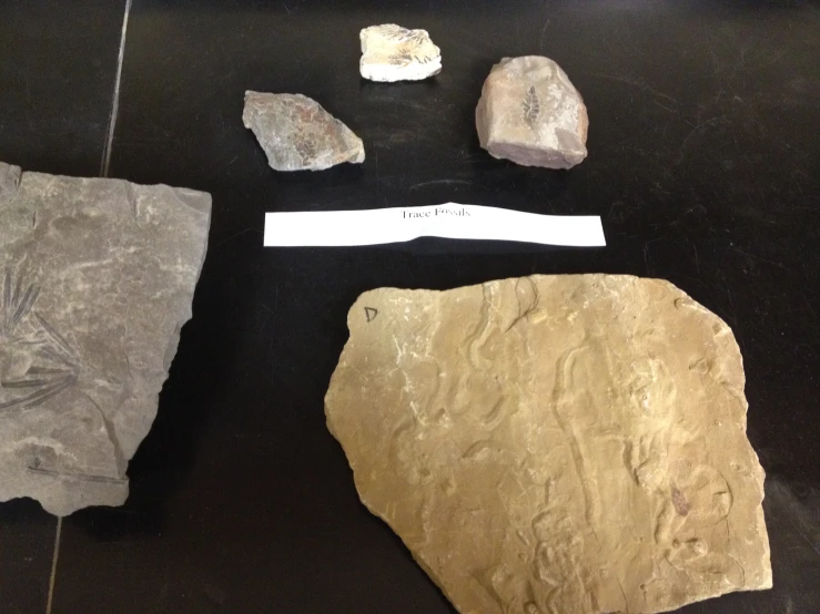 several fossil items on a table in a museum