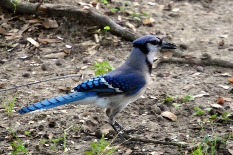 blue and white bird standing on top of dry grass