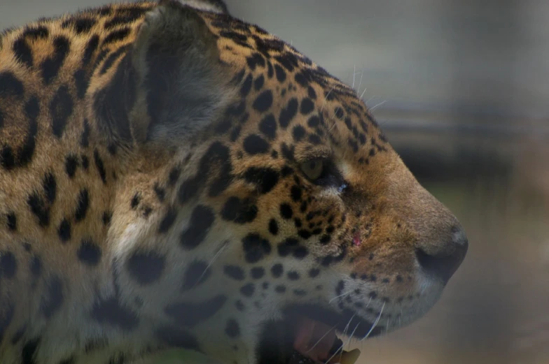 a close up of a jaguar's head in profile