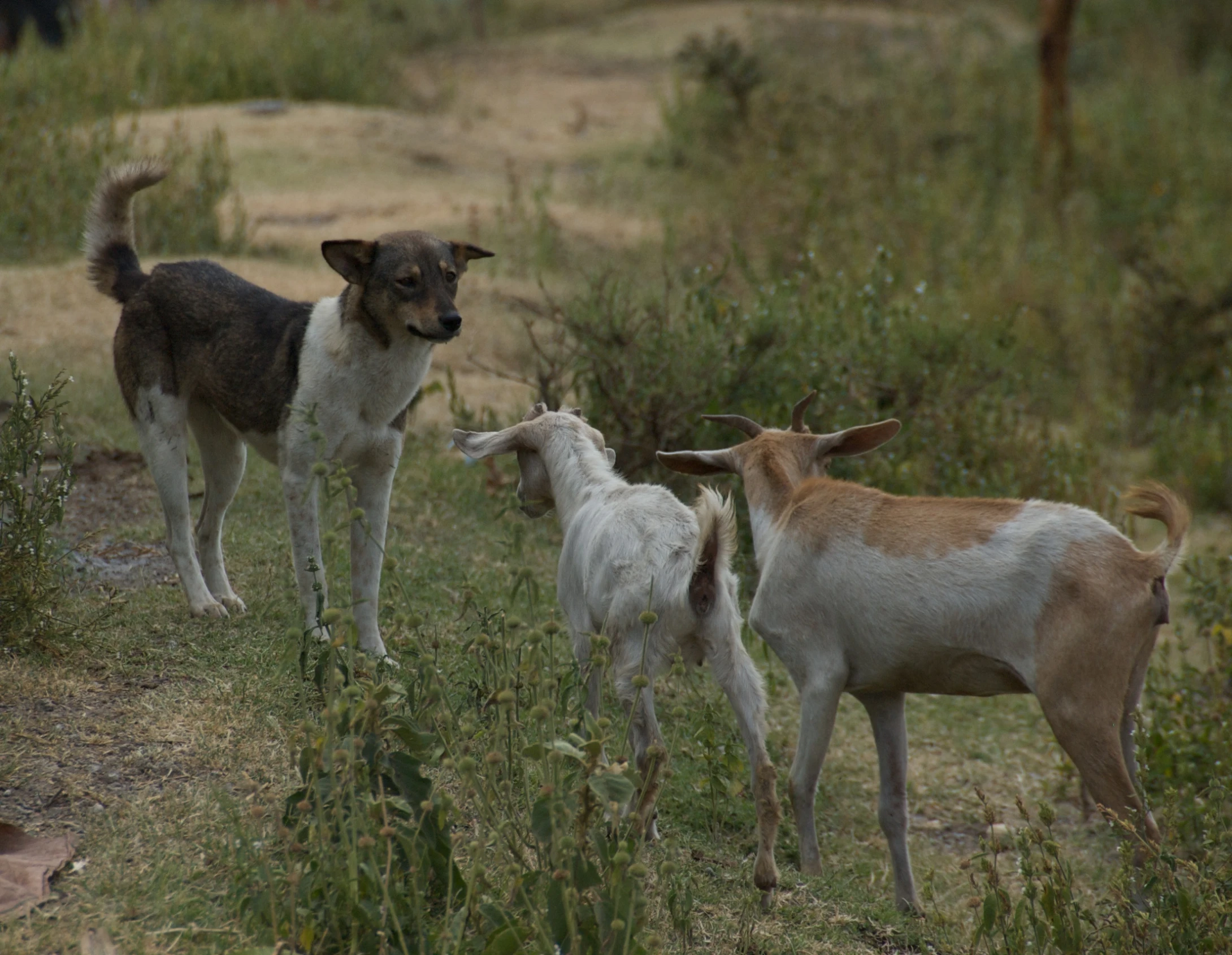 three small goats and one big brown dog