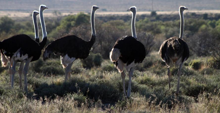 four ostriches stand in the tall grass near trees