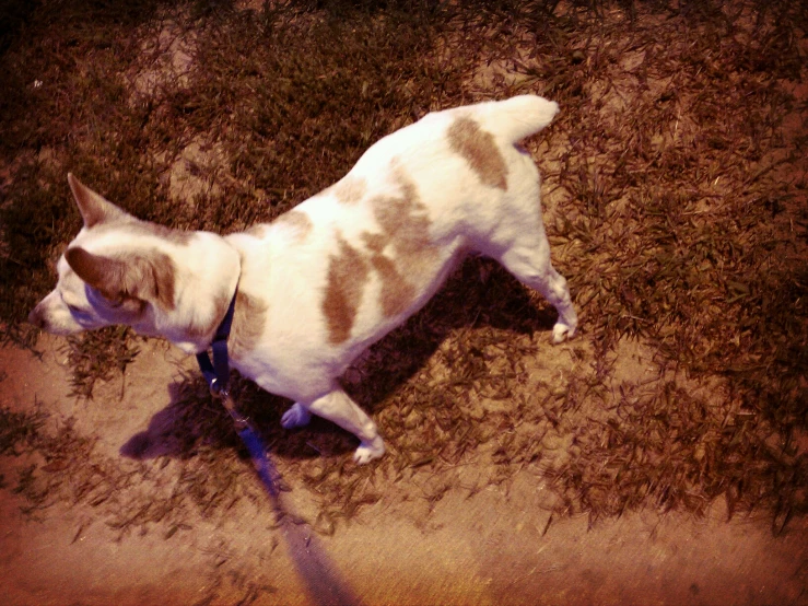 a dog standing on top of a green field