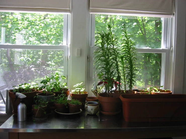 a kitchen counter with some potted plants on top of it