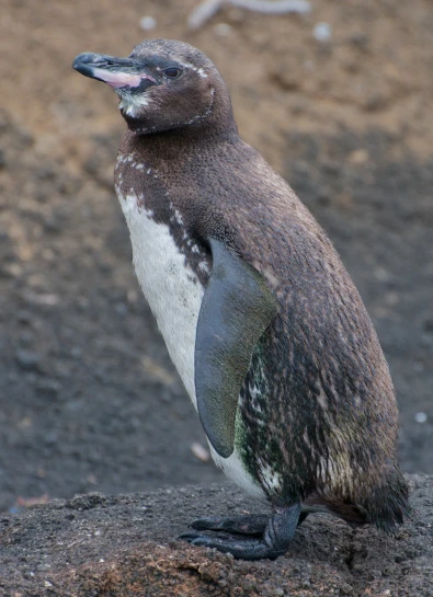 a penguin with white patches standing on the ground