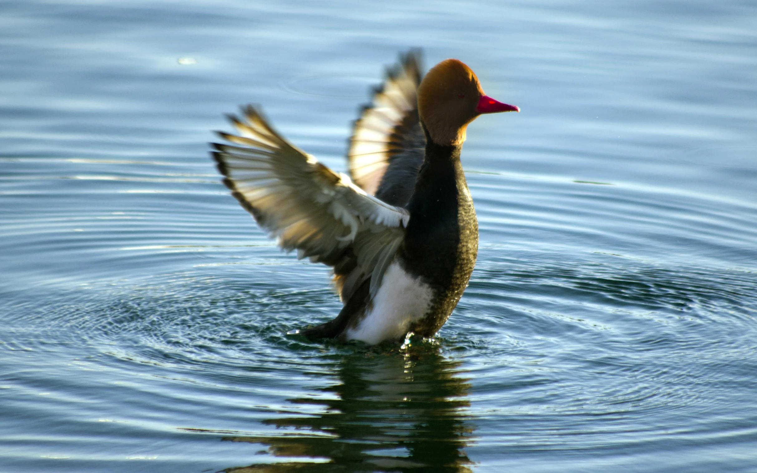 a duck flaps its wings to dry in the water