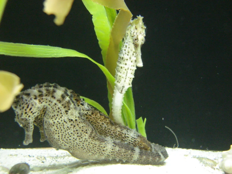 a fish is sitting down in a large tank